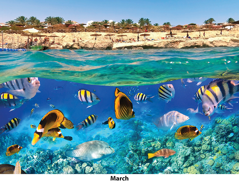 Scenic Beaches Wall Calendar DW27SBM