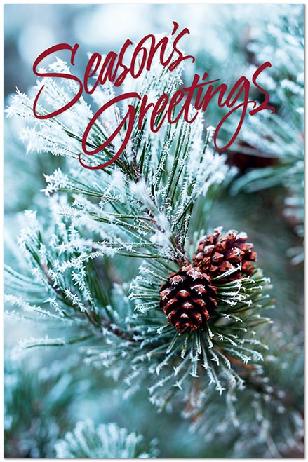 Pinecone Postcard D3552P-BB