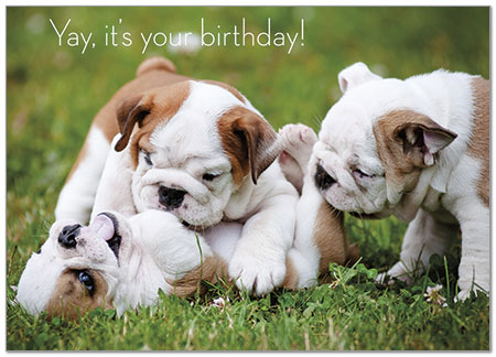 Birthday Bulldogs A7027D-Y