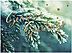 Evergreen Wishes Holiday Card H9164U-A